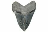 Fossil Megalodon Tooth - South Carolina #288234-2